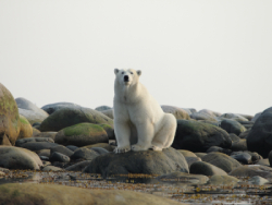 PolarBear IMG 4720