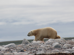 Polar Bear Pictures 41